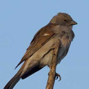 Southern Gray-headed Sparrow